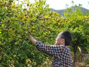 zombie̓Vt[cK[f̓eʐ^1