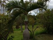 zombie̓Vt[cK[f̓eʐ^1