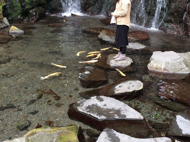 ��ɉa�������܂����B_�ʗ��̑�