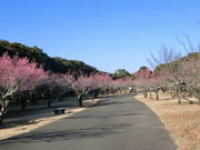 mimi̎s̐XXь̓eʐ^1