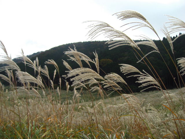 ��Ό�����