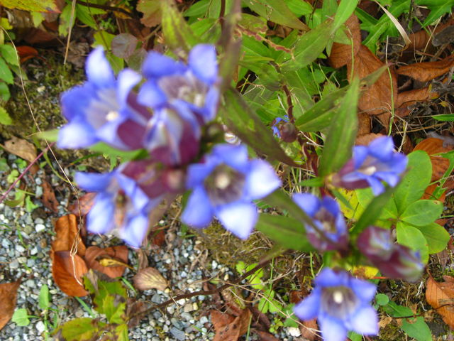 ���ȃ����h�E���炢�Ă��܂����B_��Ό�����