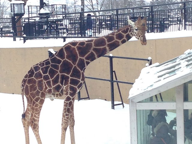 �A�t���J�炿�Ȃ̂ɁE�E�E_���R������