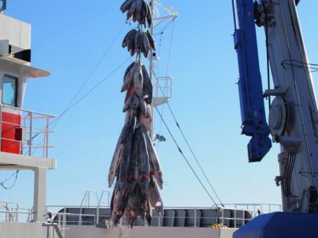 �O��t�B�b�V�����[�i�E�E�H�[�t�����