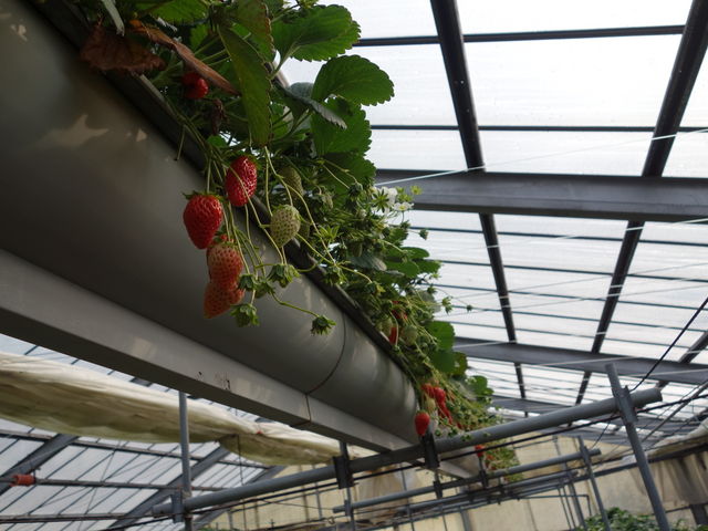 �w�̍����Ƃ���ɂ�����܂��B_�����ό� �}���^�P��