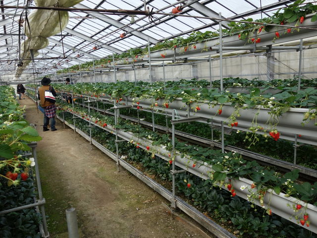 �V��j���y���߂܂��B_�����ό� �}���^�P��