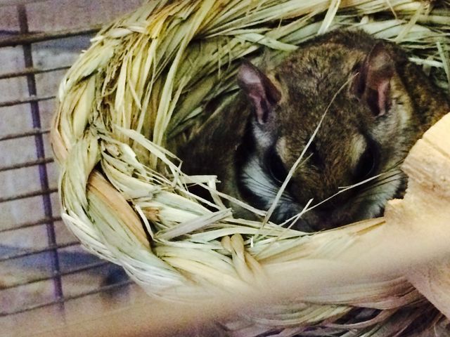 ��`�����̃������K�̃��������͂��[�Ƃ����Q���Ă܂������c_��n����z�e��