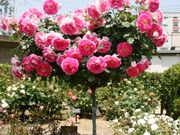 Ƃ񂳂̂΂̂΂̓eʐ^1