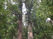 W[̉ĈzK_Ђ̉XM[XM̓eʐ^1