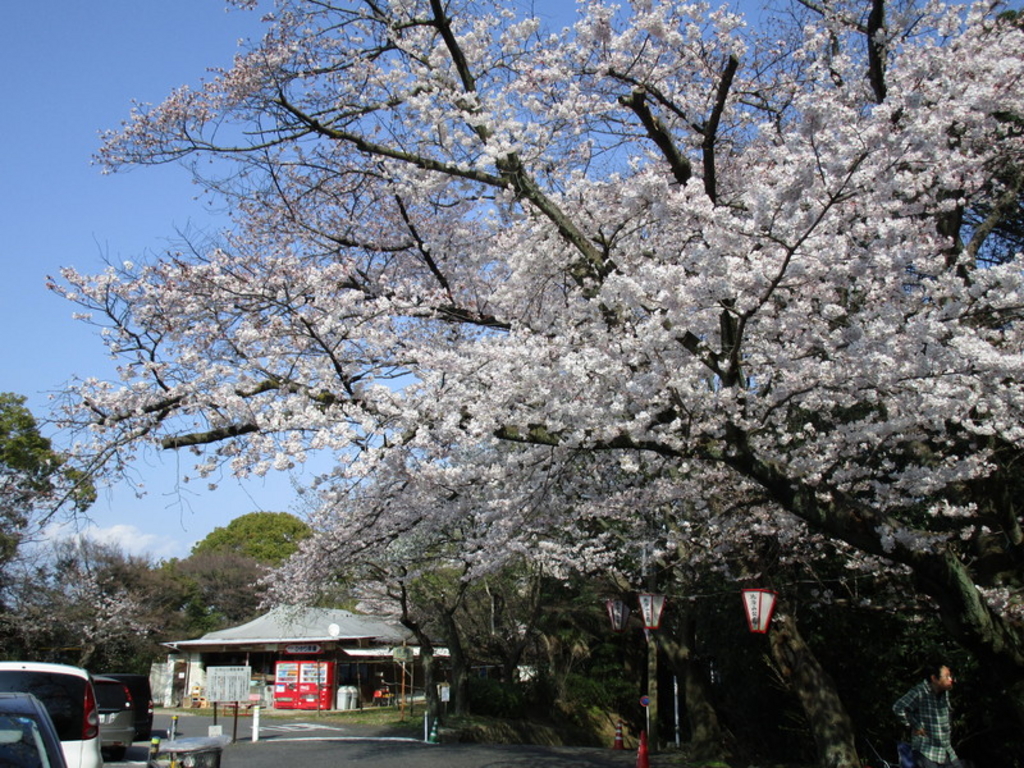 19 広島で桜が楽しめるスポット10選 お花見に出かけよう じゃらんニュース