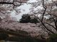 やゃぁ☆さんの八幡山公園（栃木県宇都宮市）への投稿写真3