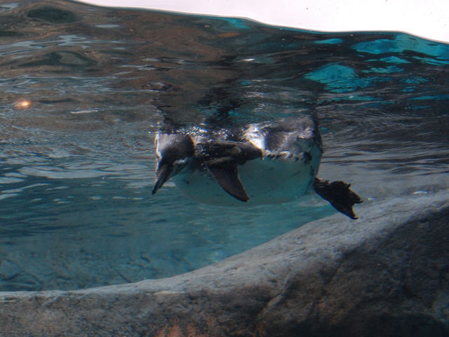 ���R������