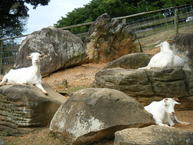 �̂��̂��܃A�C�����h�p�[�N