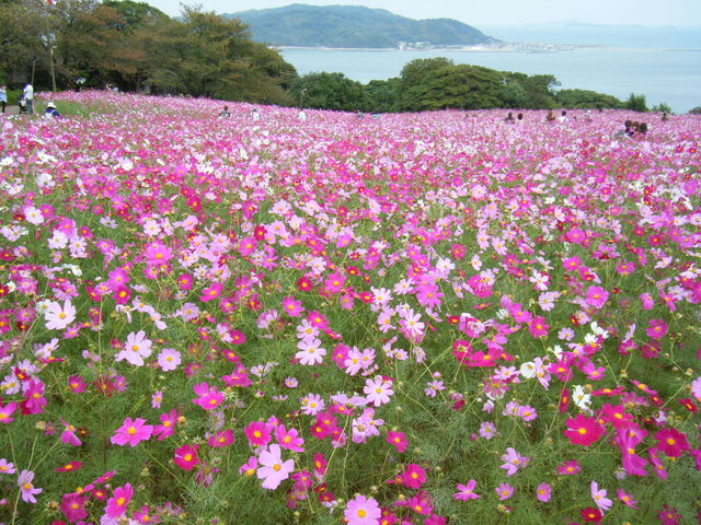 �̂��̂��܃A�C�����h�p�[�N