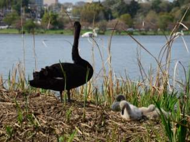 �q�i���R�H�A�����Ɉ���Ăق������̂ł��B_��g�ΗV����