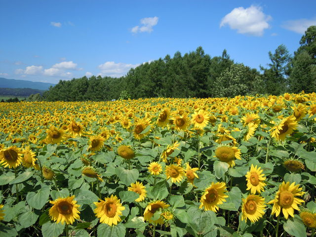 ݂قςρ􂳂̖kCTs[p[N̓eʐ^2