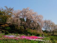 ペットと散歩に 花の郷滝谷花しょうぶ園の口コミ じゃらんnet