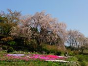 花の郷滝谷花しょうぶ園 アクセス 営業時間 料金情報 じゃらんnet