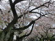 maaaya19̒J쉀̓eʐ^2