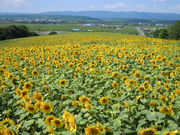 ݂قςρ􂳂̖kCTs[p[N̓eʐ^1