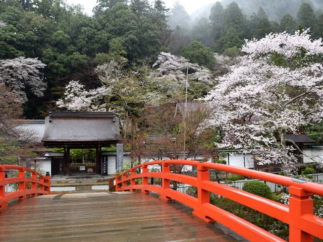 �{�V��O�̋����璭�߂����͎R���炵�����������i�ł����B_������