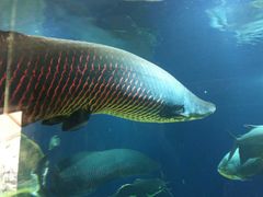 ピラルクが好き - サンシャイン水族館のクチコミ - じゃらんnet