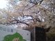 キクさんの美の山公園の桜の投稿写真1