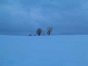 kazu񂳂̐eq̖؂̓eʐ^1