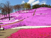 ひがしもこと芝桜公園 アクセス 営業時間 料金情報 じゃらんnet