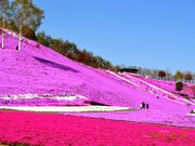 ひがしもこと芝桜公園 アクセス 営業時間 料金情報 じゃらんnet