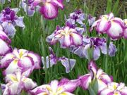 ͂Ȃ̉i򎛉Ԃ傤ԉ̓eʐ^1