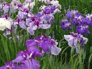 ͂Ȃ̉i򎛉Ԃ傤ԉ̓eʐ^2