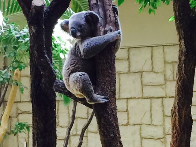 ���킢���R�A���ɂƂĂ�������܂����B_���R���A����