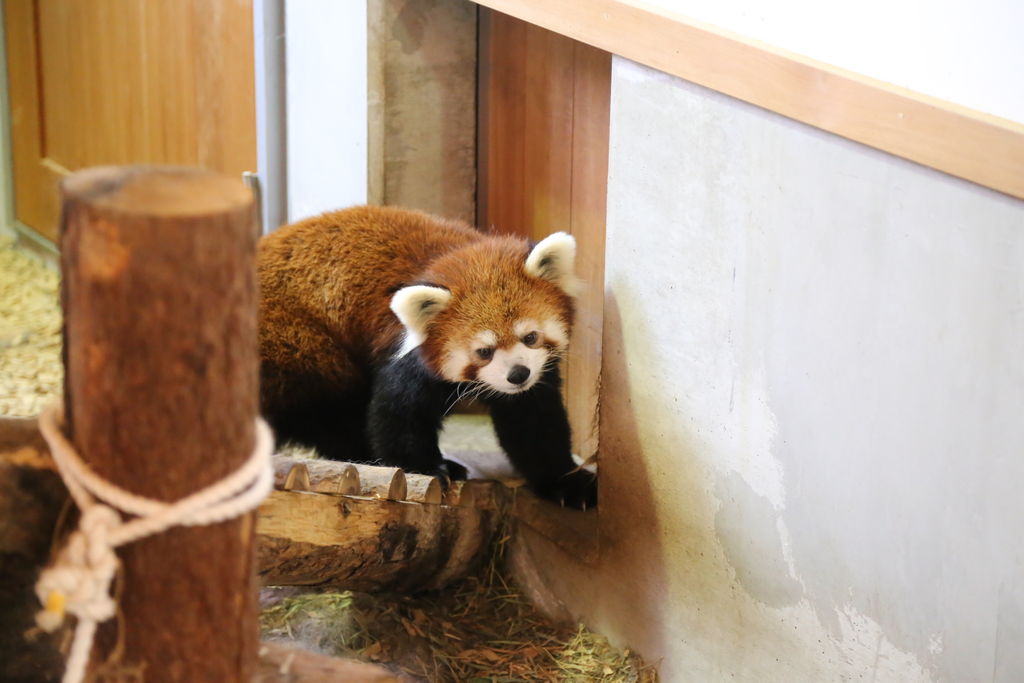 茶臼山動物園