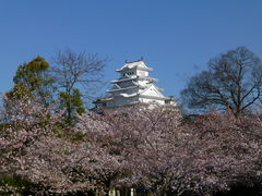 姫路城東公園から_姫路城の桜