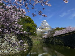 姫路城動物園の中から、お堀に浮かぶ姫路城と桜がとても美しい。_姫路城の桜