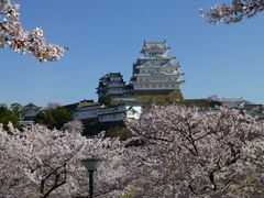 丁度満開で、天気も快晴。この日以外は天気が悪かった。_姫路城の桜