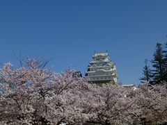 三の丸広場を始め城内の桜が一斉に満開となった。_姫路城の桜