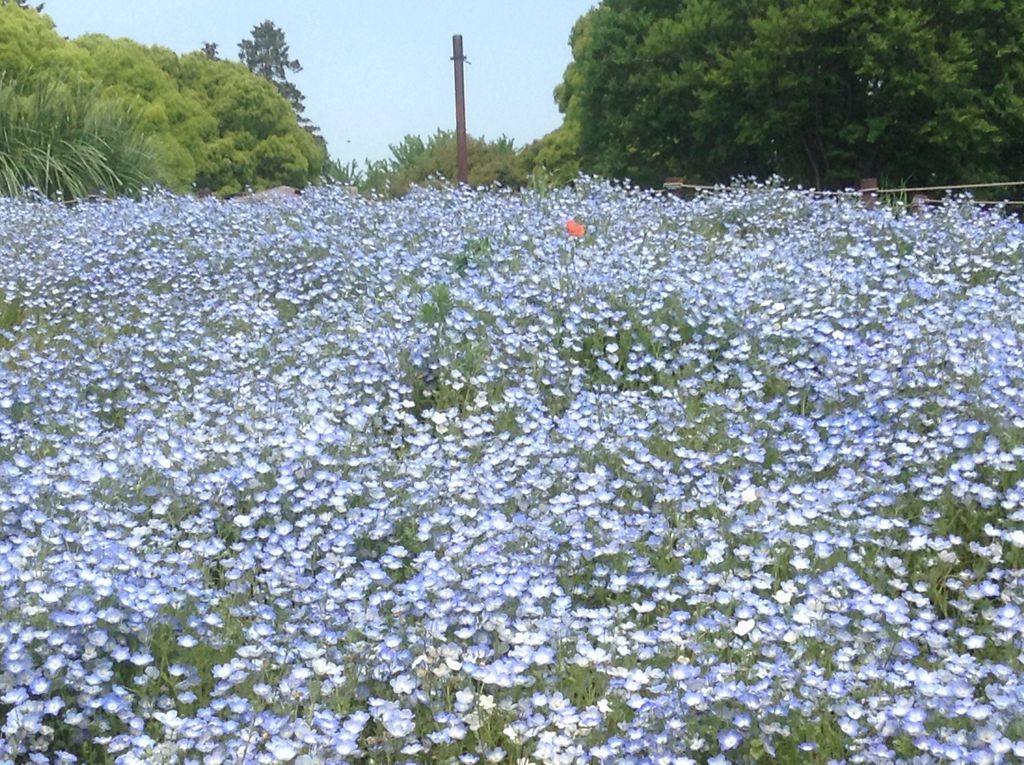 全国のネモフィラ名所おすすめ17選 美しすぎる青い花絶景 見頃情報も じゃらんニュース