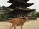 ちあきさんの興福寺五重塔の投稿写真2