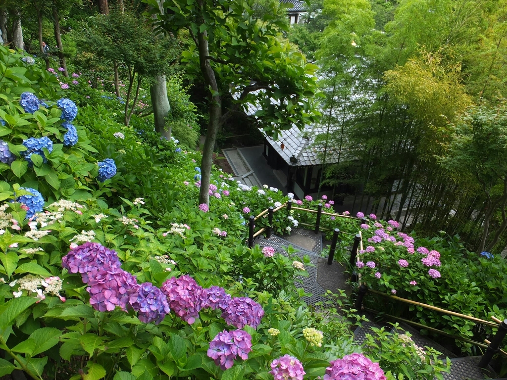 長谷寺(長谷観音)