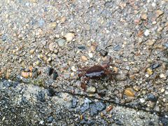 񂿂񂳂̑匴ւ̓eʐ^1