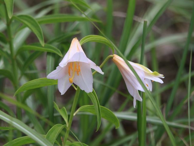 �����Ԃ��I_���������R�����Ђ߂����Q���n