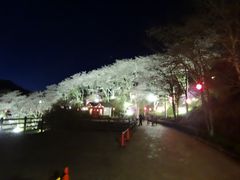 てつさんの恵那峡の桜・藤への投稿写真1