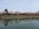てつさんの恵那峡の桜・藤の投稿写真3