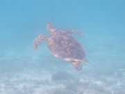 ������񂳂�̓n�Õ~���̓��e�ʐ^1