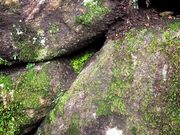 �Ђ܂��̓V�g����̌��O���̌��ۂ̓��e�ʐ^1