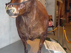 たろちゃんさんの牛の博物館の投稿写真1