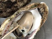 ݂̂ɂ킢s sABandai̓eʐ^1