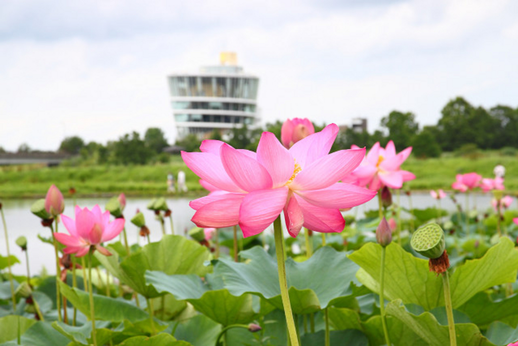 新潟駅周辺の観光スポットランキングtop10 じゃらんnet